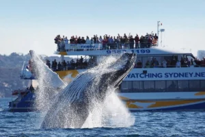 Read more about the article Ocean Whale Watching Experience
