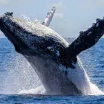 Sydney Whale Watching Morning