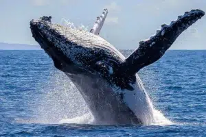 Read more about the article Sydney Whale Watching Morning