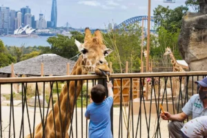 Read more about the article Taronga Zoo Sydney